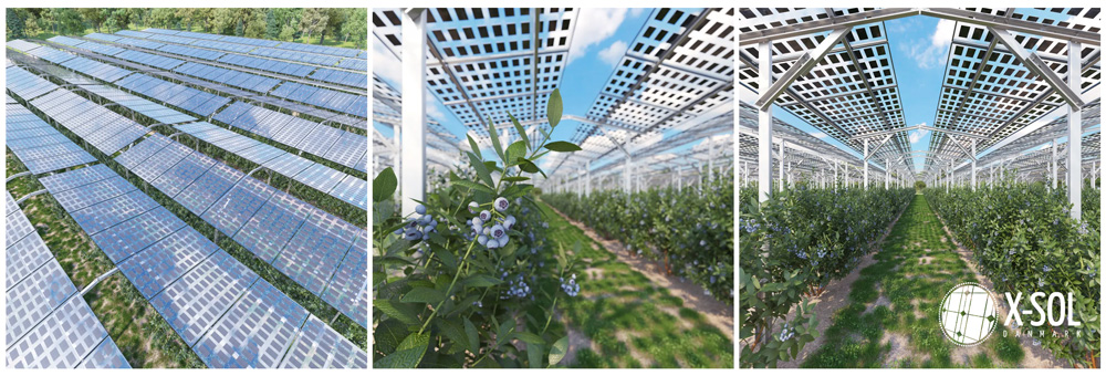 Agrovoltaik med solceller over frugttræer i landbrug